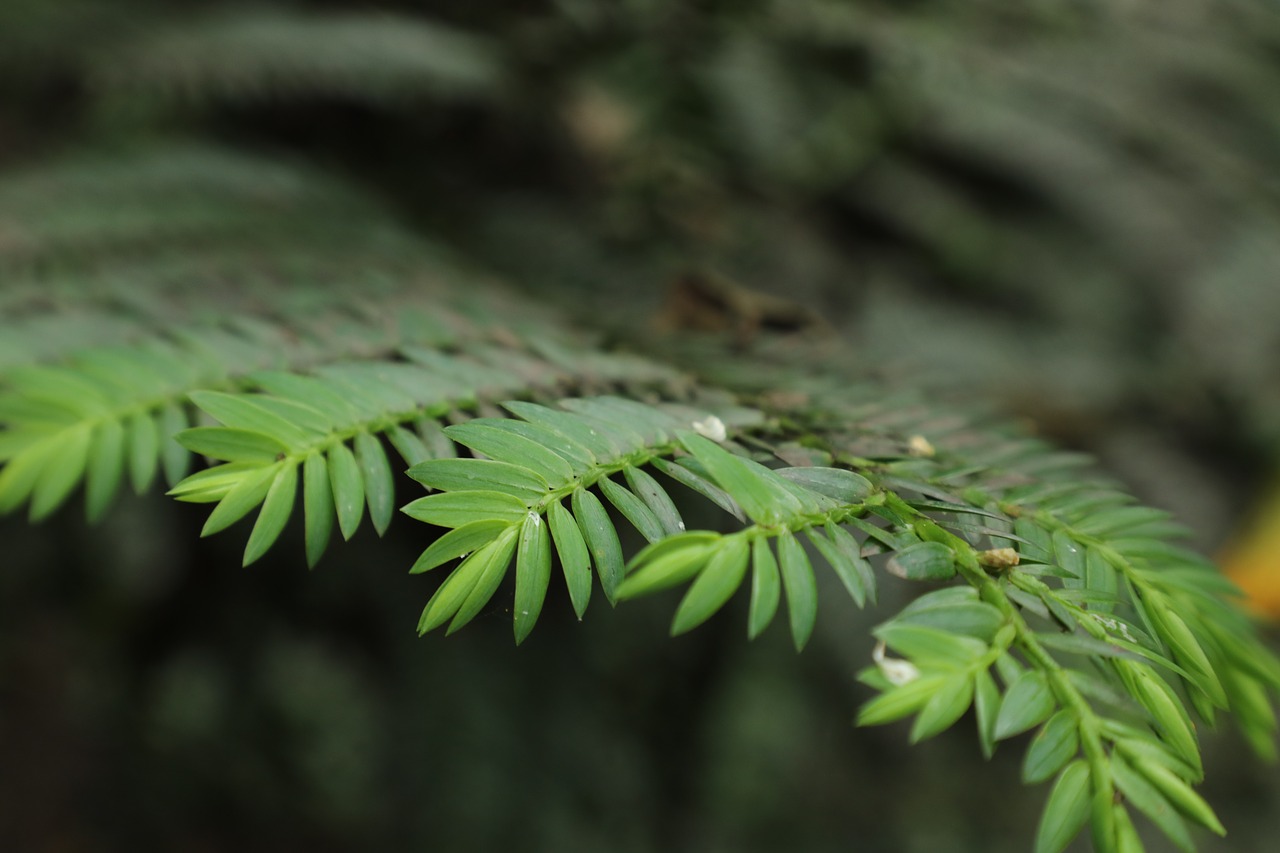 pine  forest  nature free photo