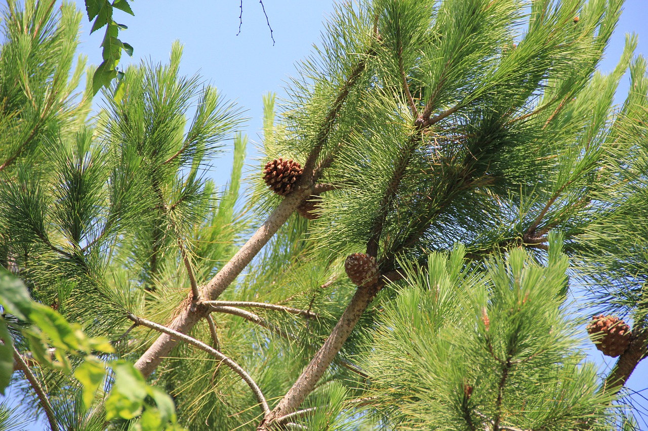 pine tap pine cones free photo