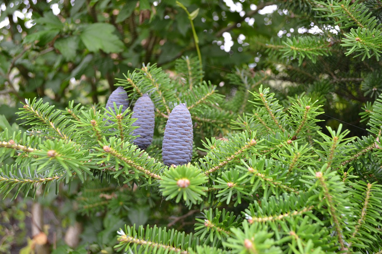 pine  apple  coniferous free photo