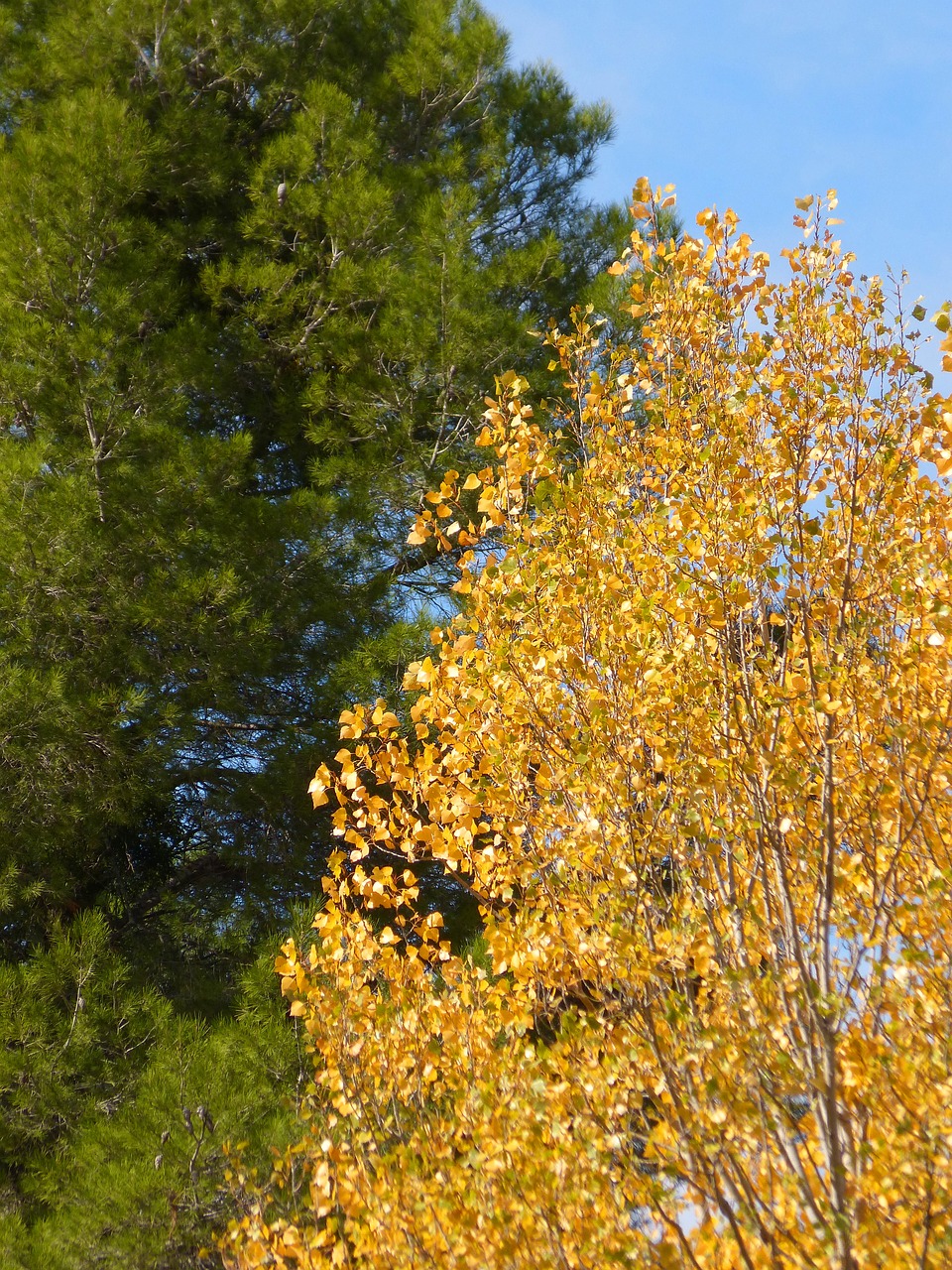 pine  poplar  green and yellow free photo