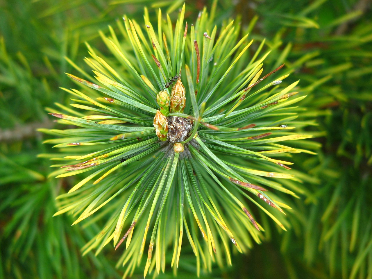 pine needles forest free photo
