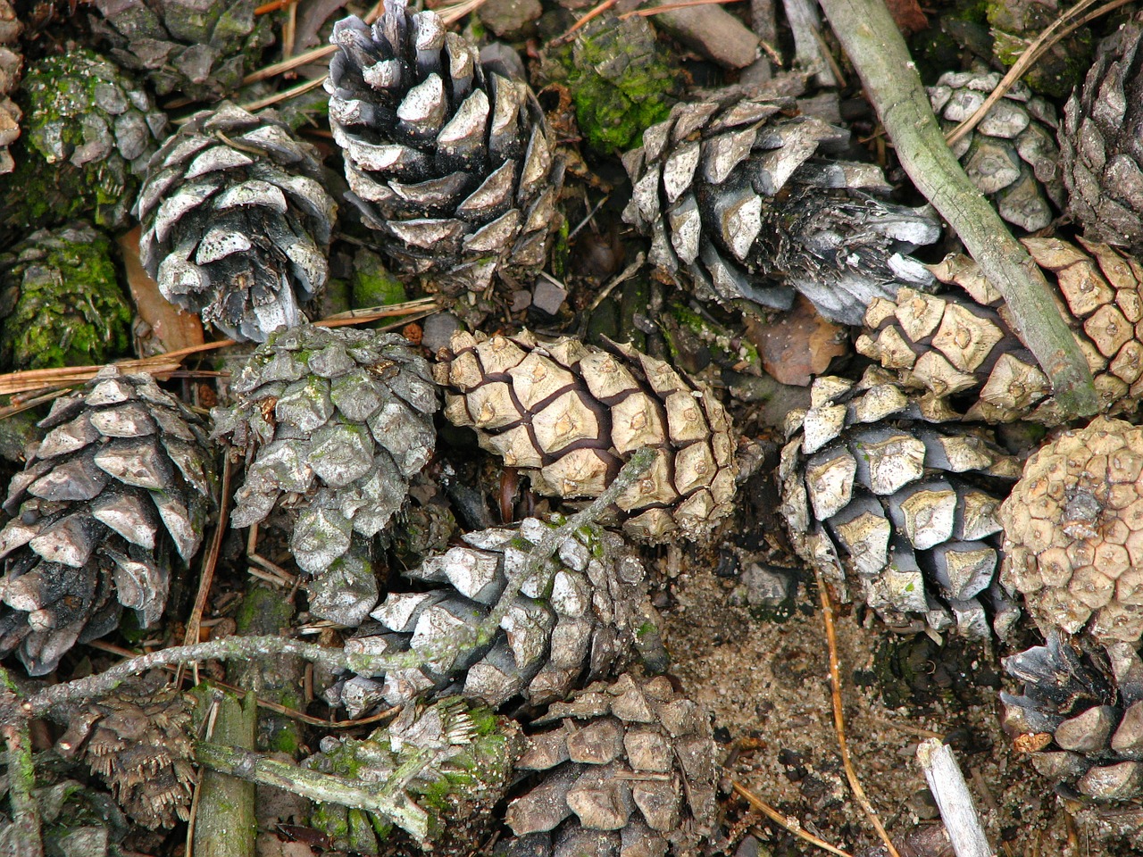 pine pine cones tree free photo