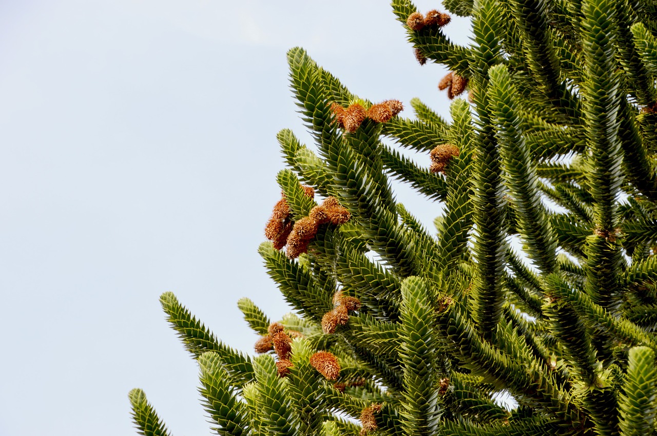 pine  fir  branches free photo