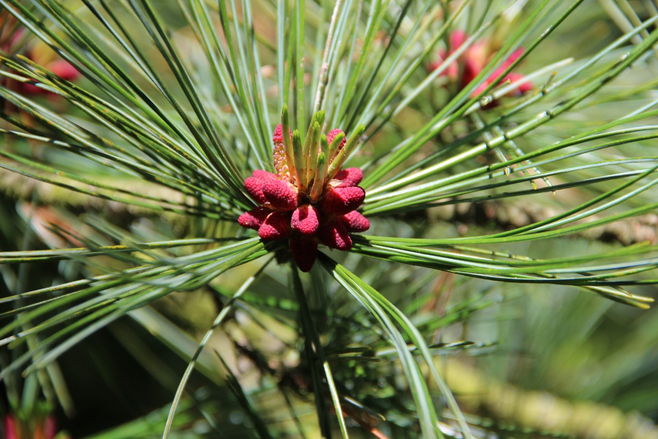 pine forest green free photo