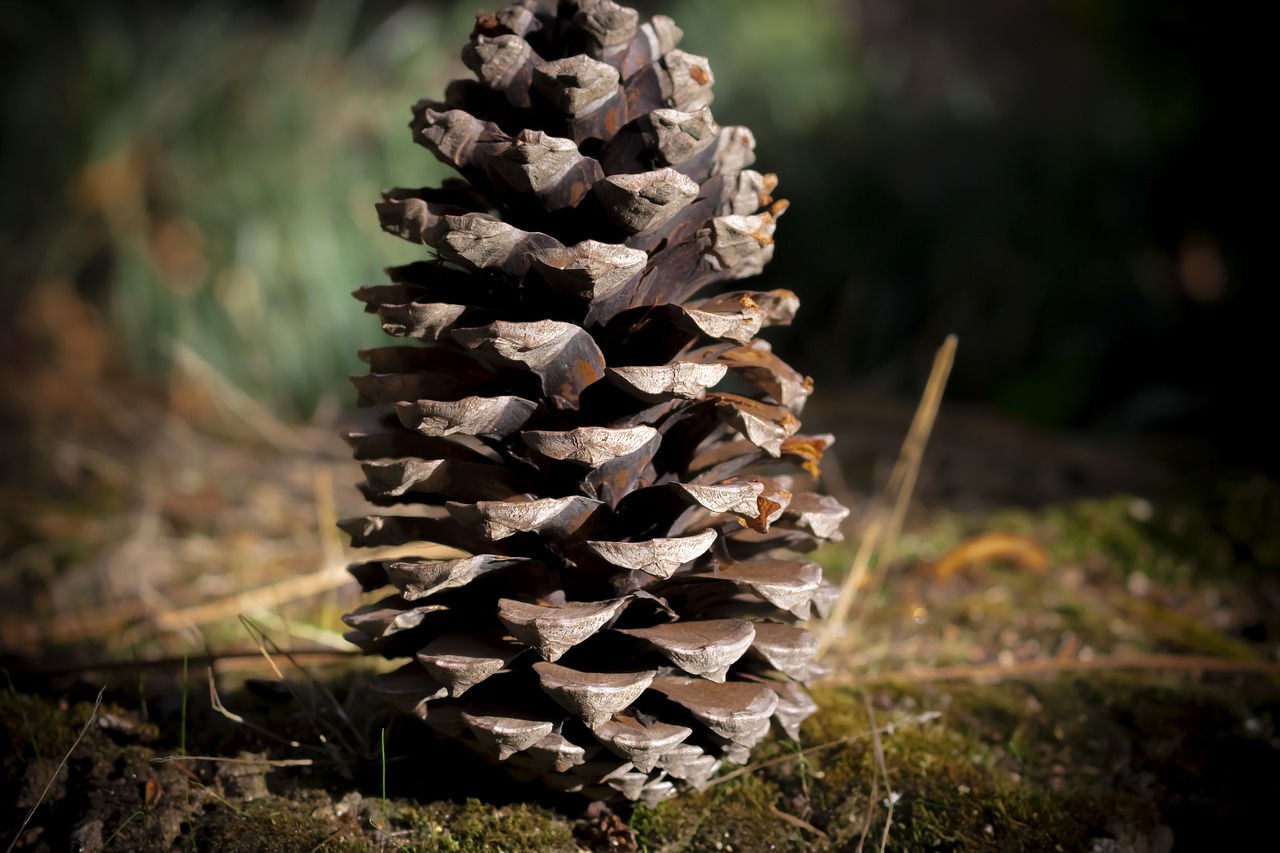 pine  pinheiro  nature free photo