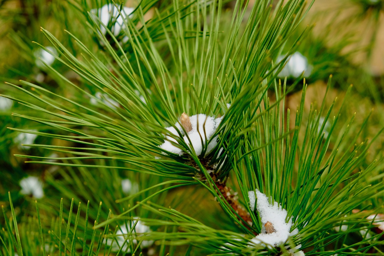 pine  tree  snow free photo