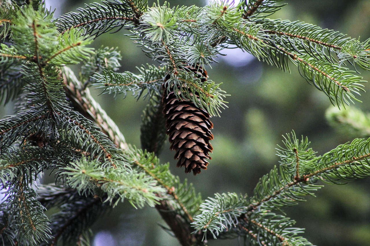 pine iglak pine cone free photo