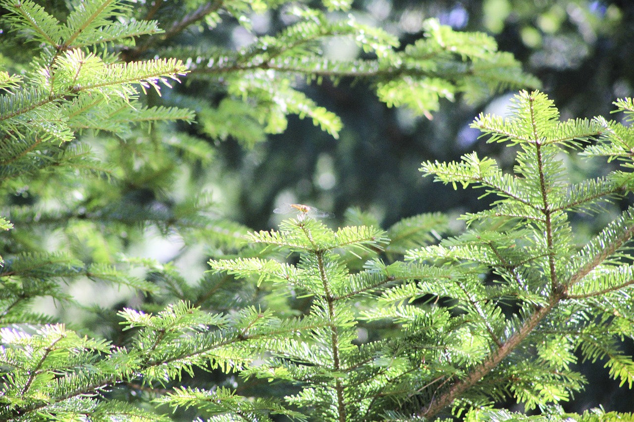 pine iglak pine cone free photo