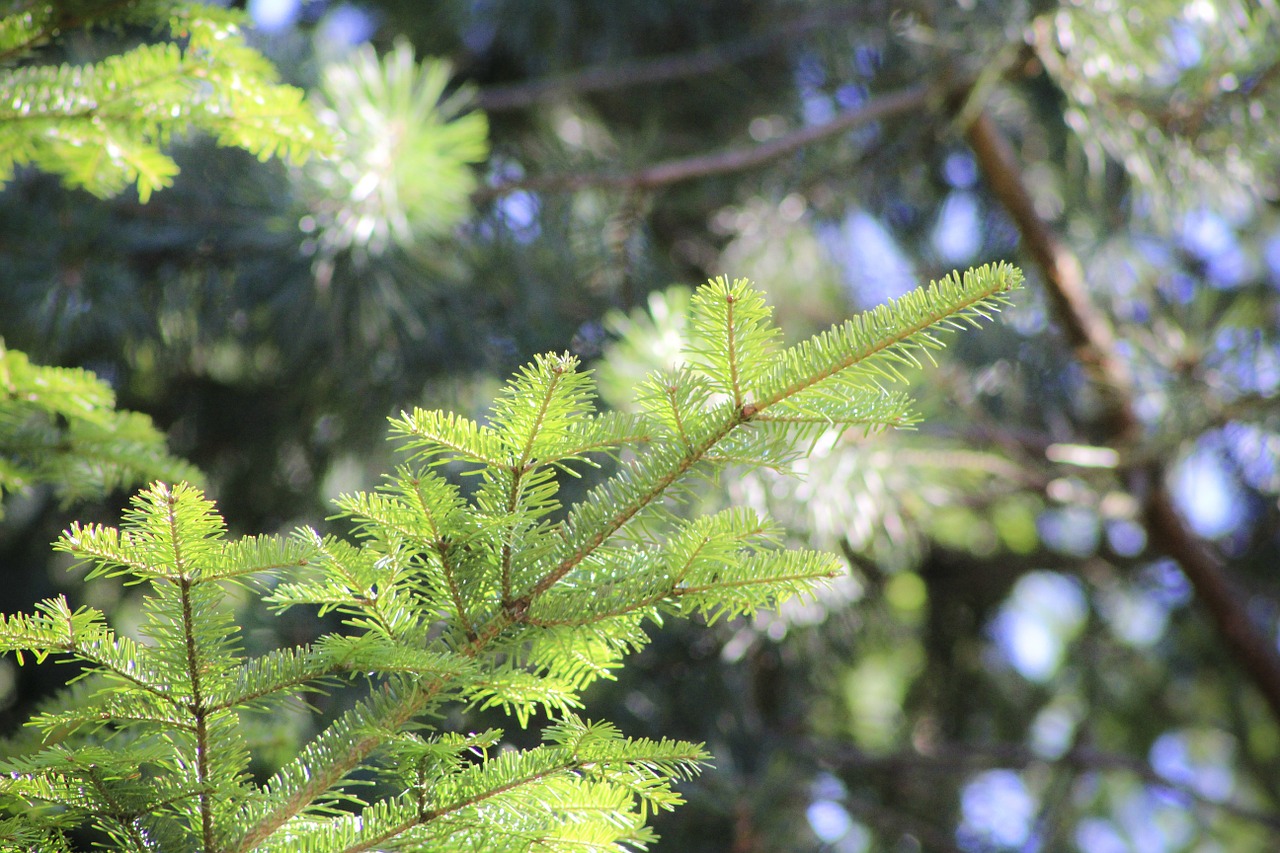 pine iglak pine cone free photo