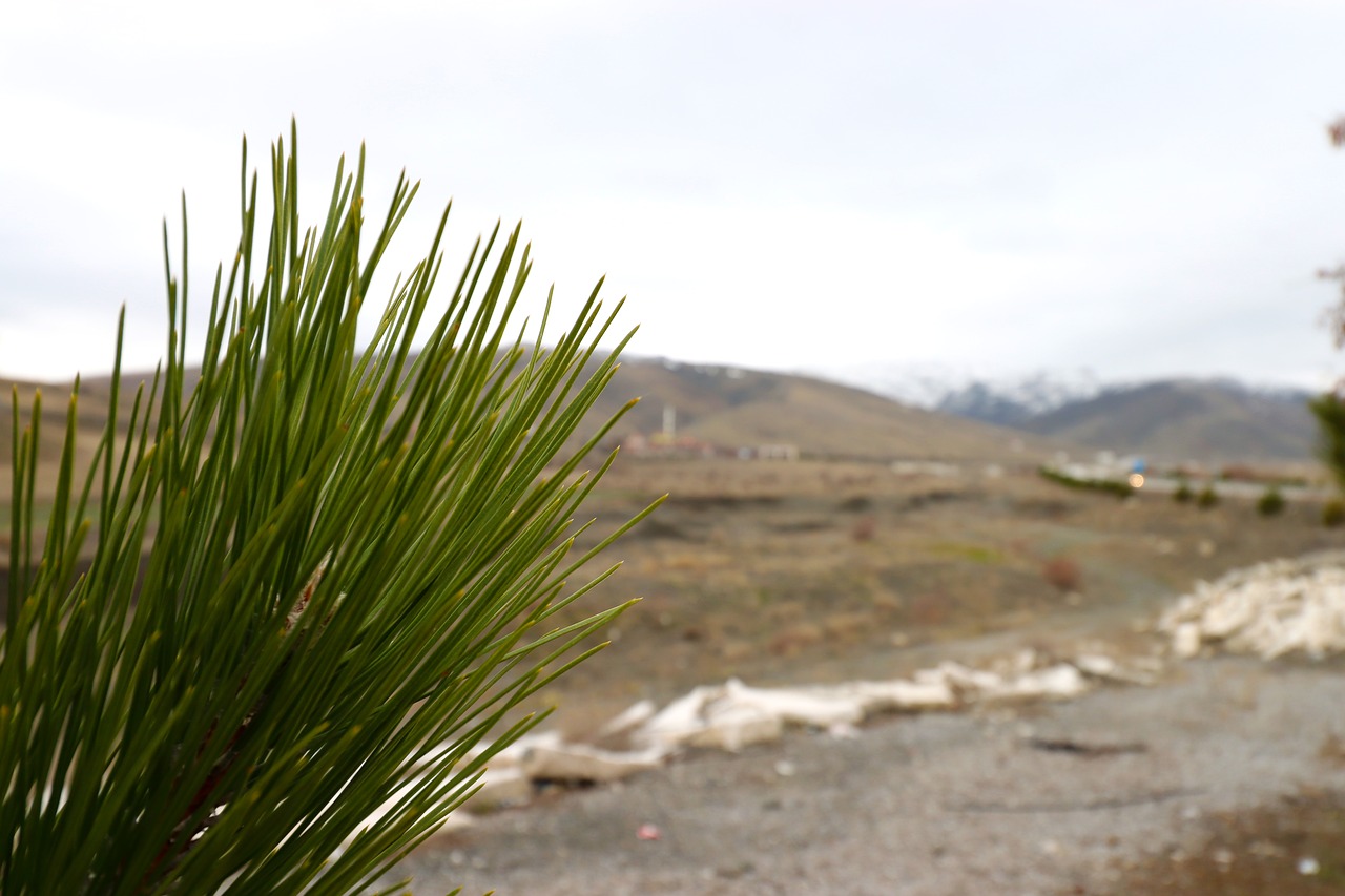 pine  tree  leaves free photo