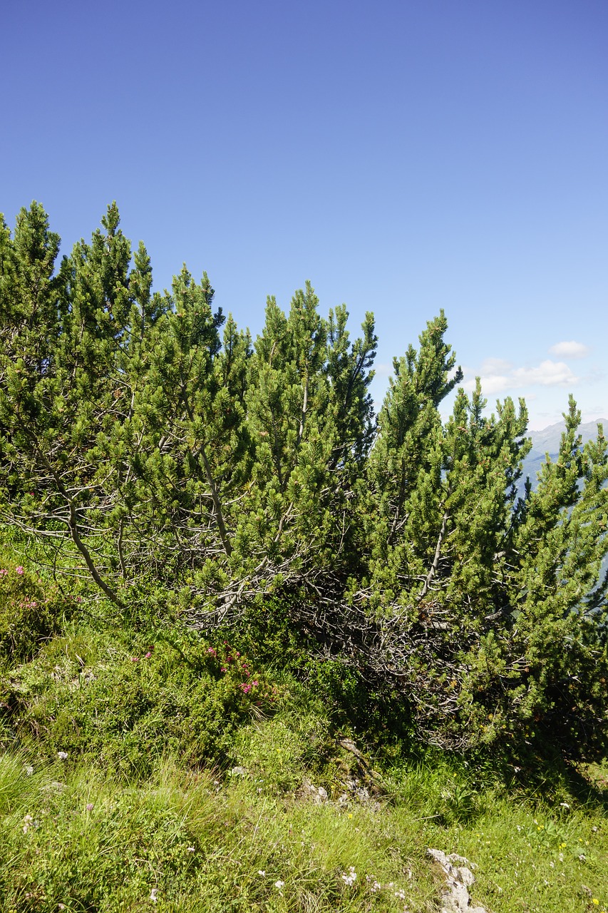 pine  plant  landscape free photo