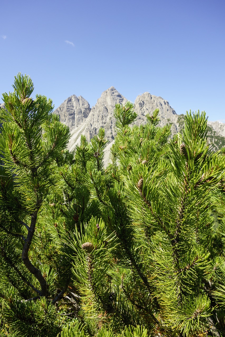 pine  plant  landscape free photo