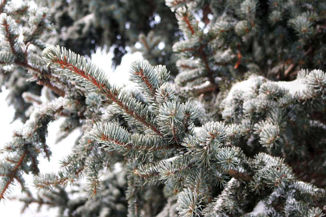 pine  pine tree  leaves free photo