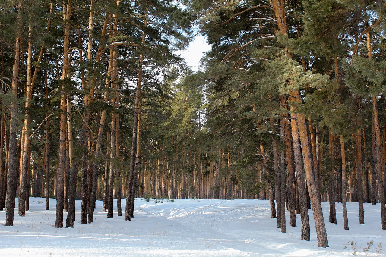 pine  forest  nature free photo