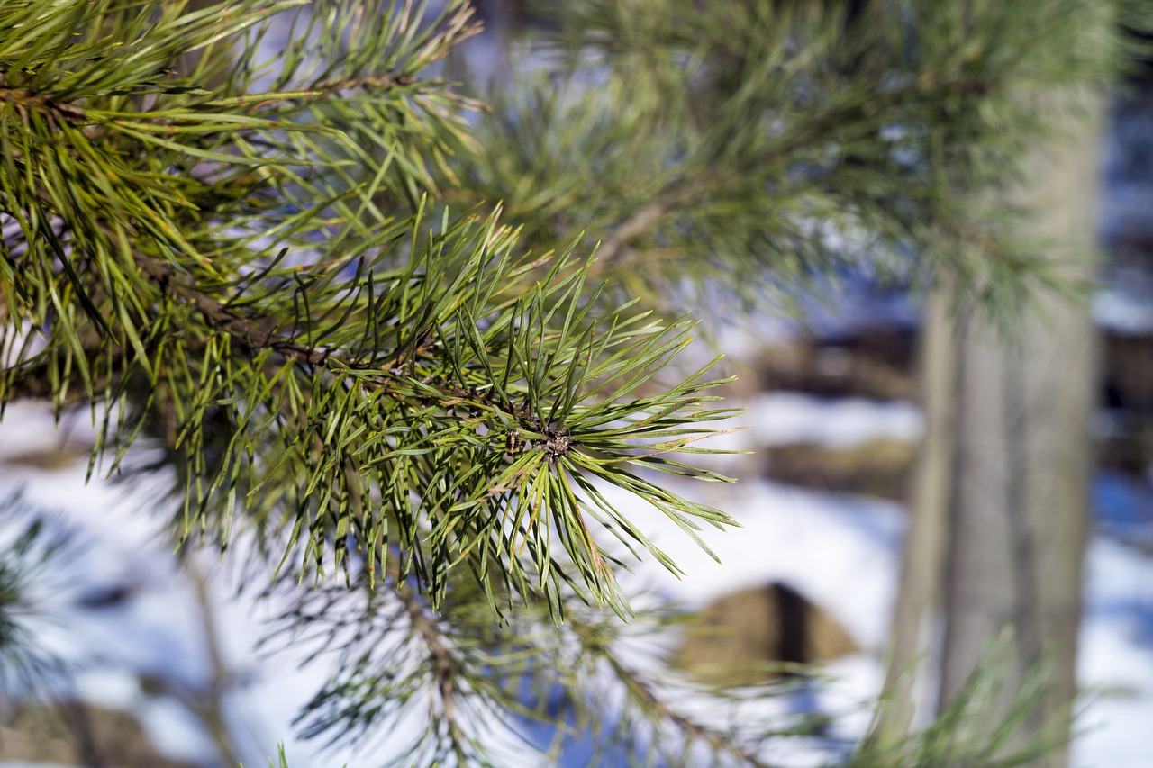 pine  winter  nature free photo