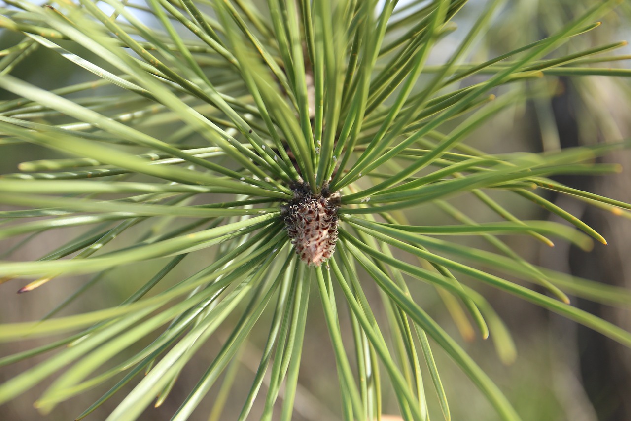 pine  fir tree  nature free photo