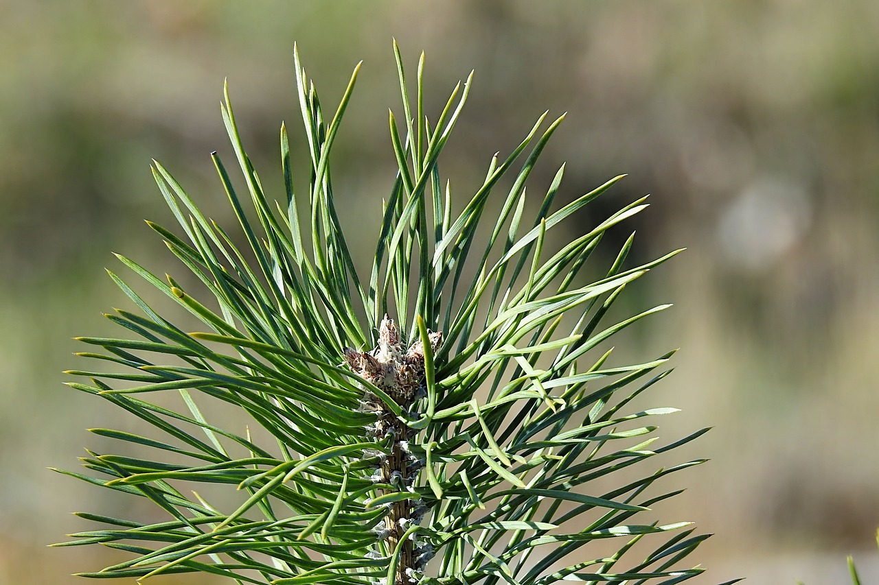 pine  pine needles  green free photo