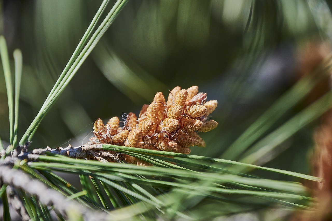 pine  outbreak  needles free photo