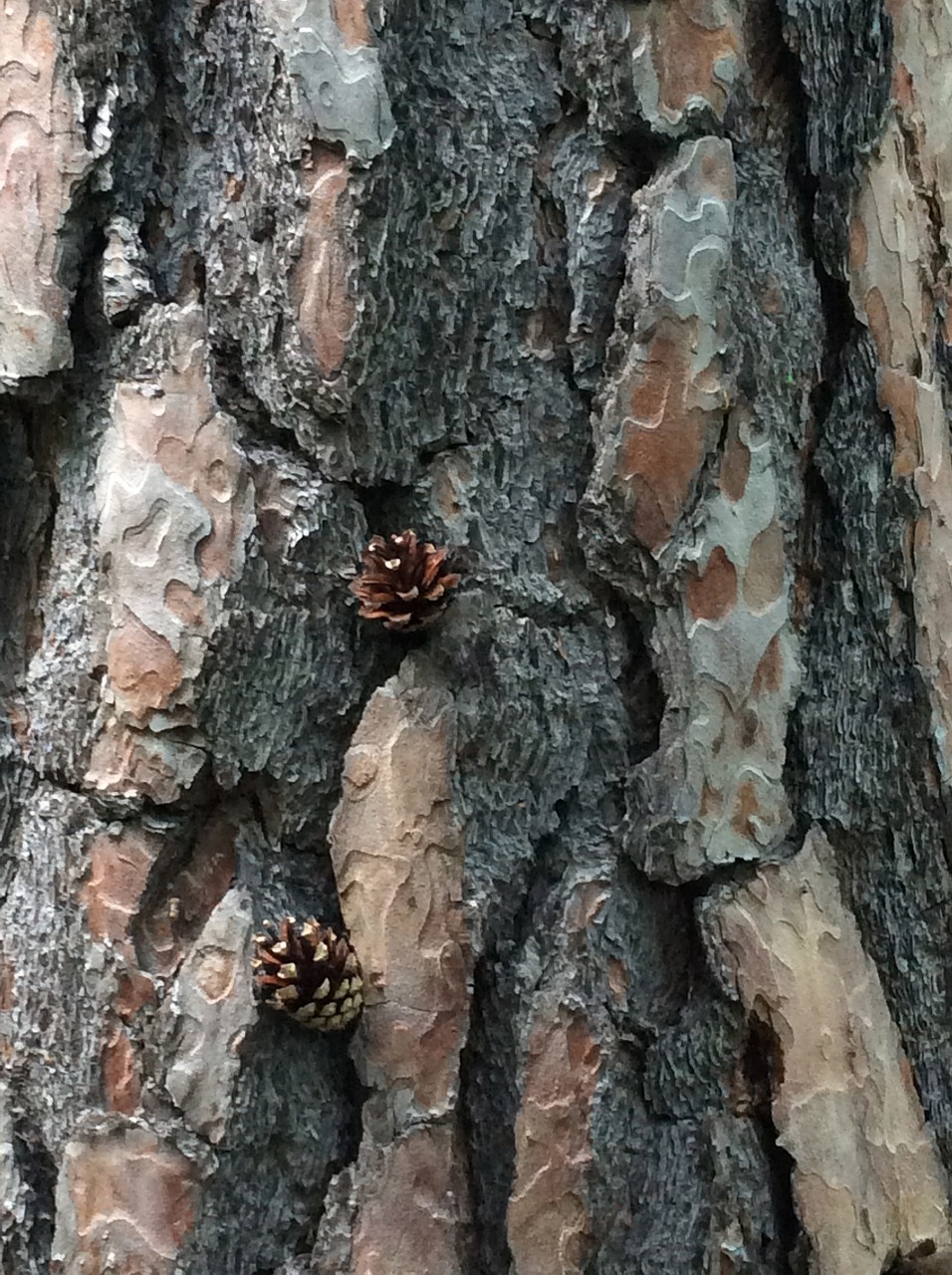 pine tree bark bark free photo