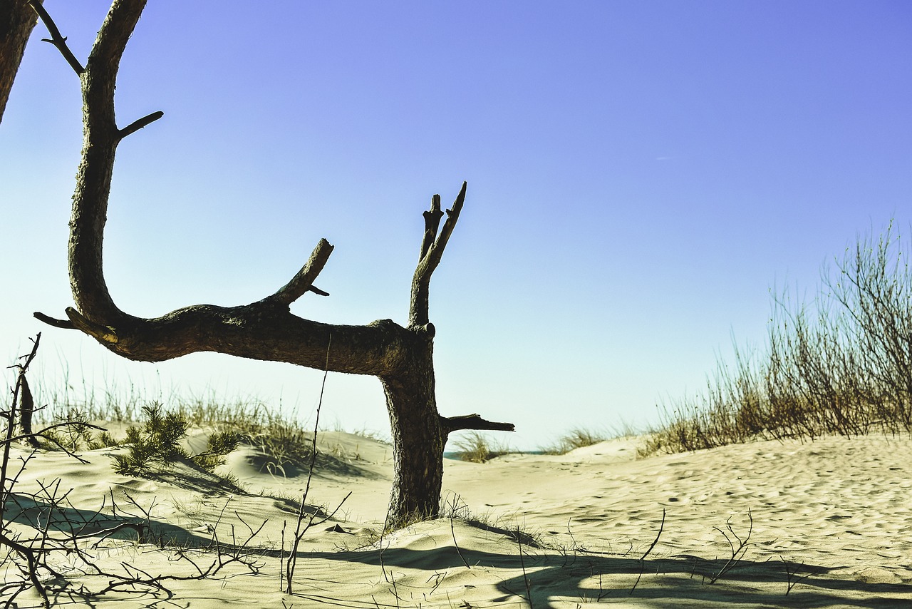 pine  beach  dunes free photo