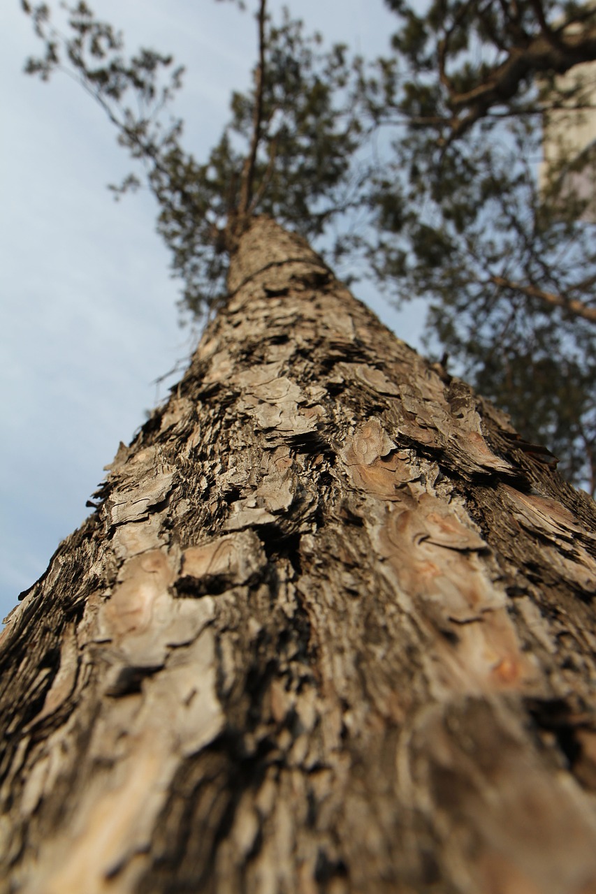 pine wood sky free photo