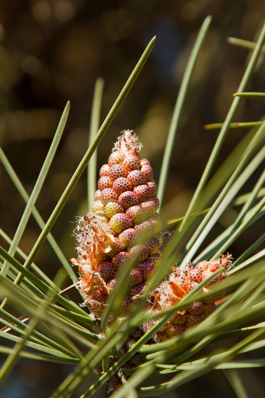 pine  pine cones  blossom free photo