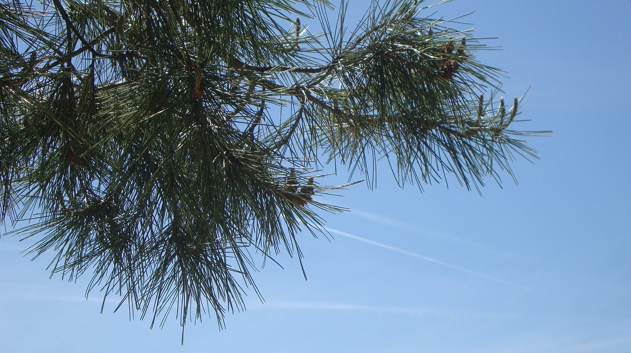 pine  sky  nature free photo