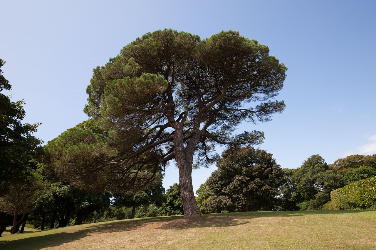 pine park trees free photo