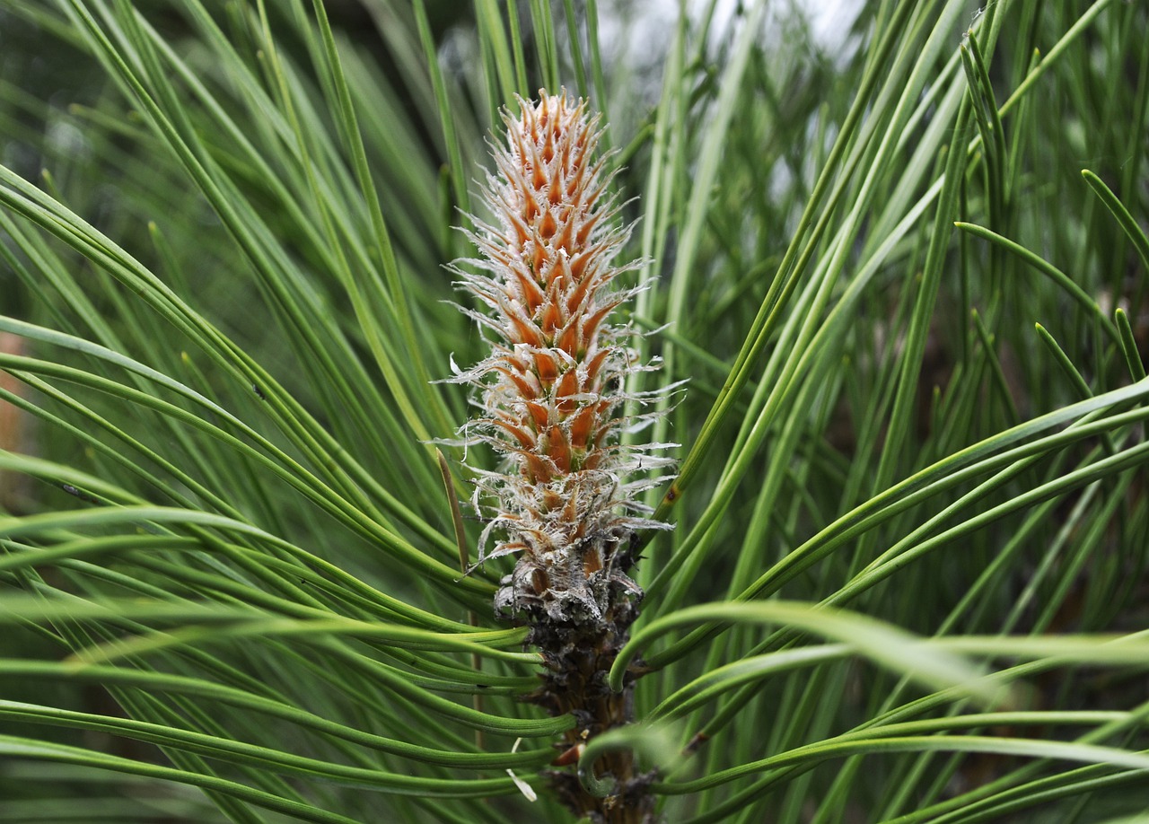 pine  garden  tree free photo