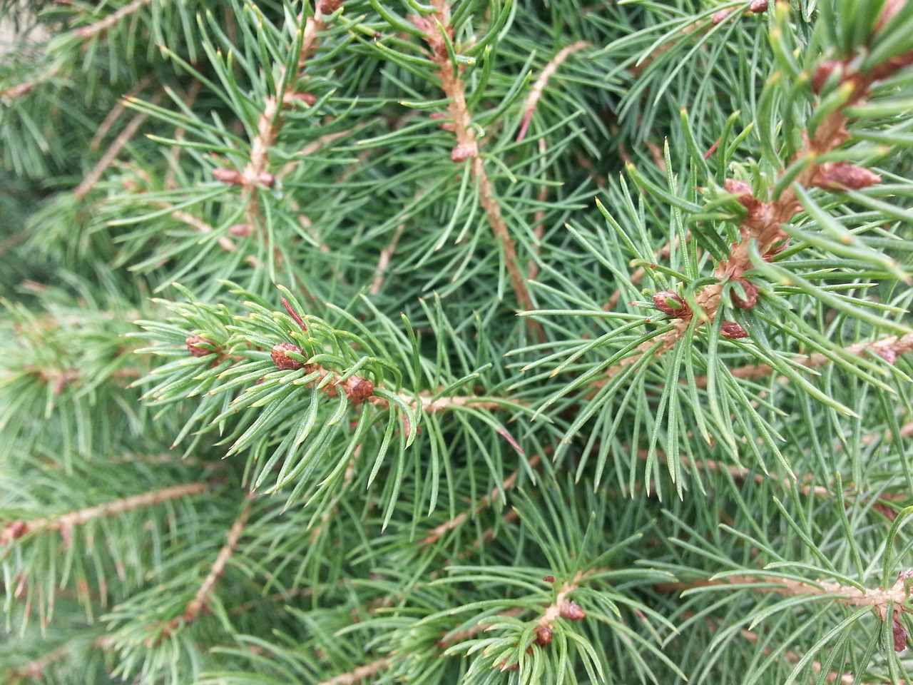 pine evergreen tree free photo