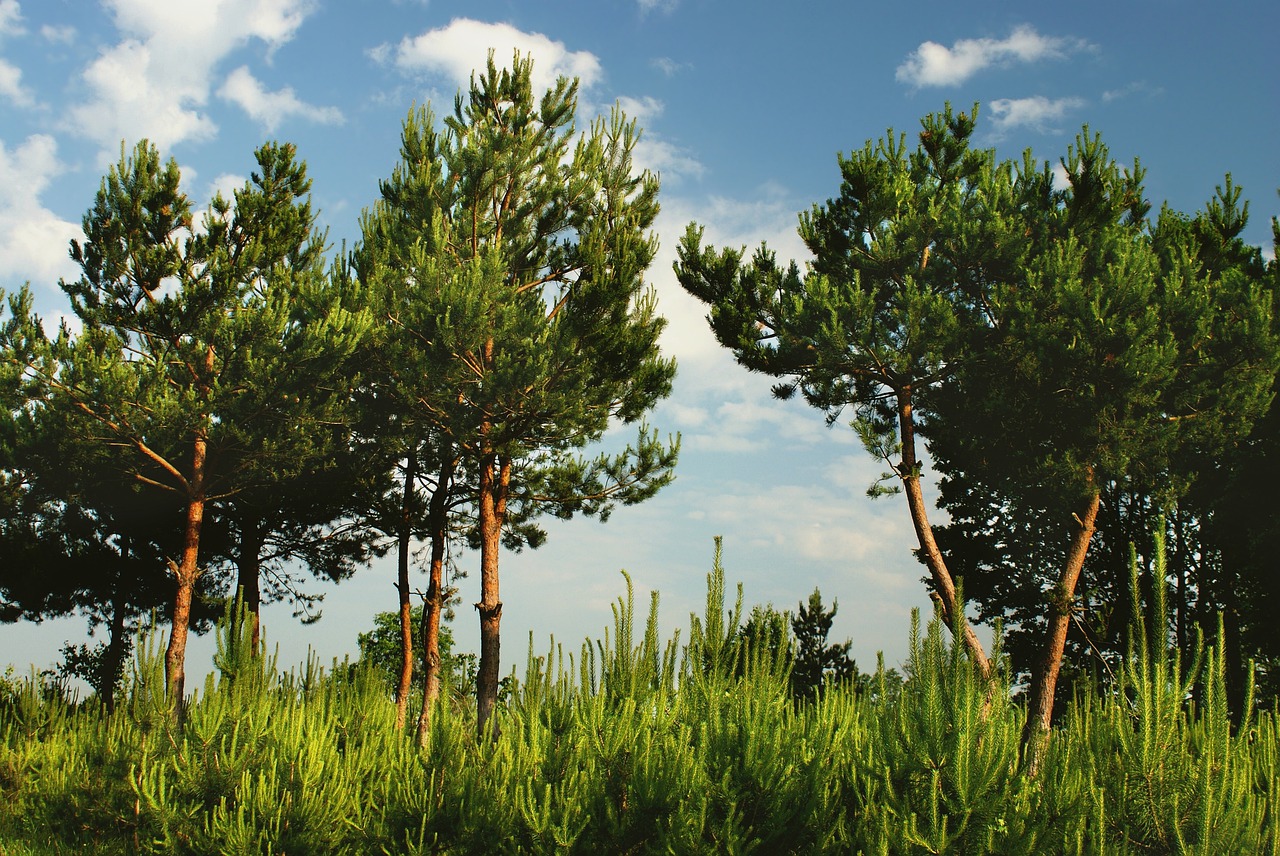 pine  green  forest free photo
