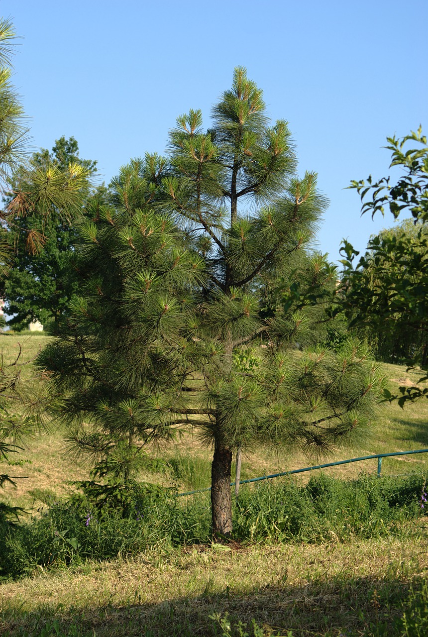 pine  tree  forest free photo