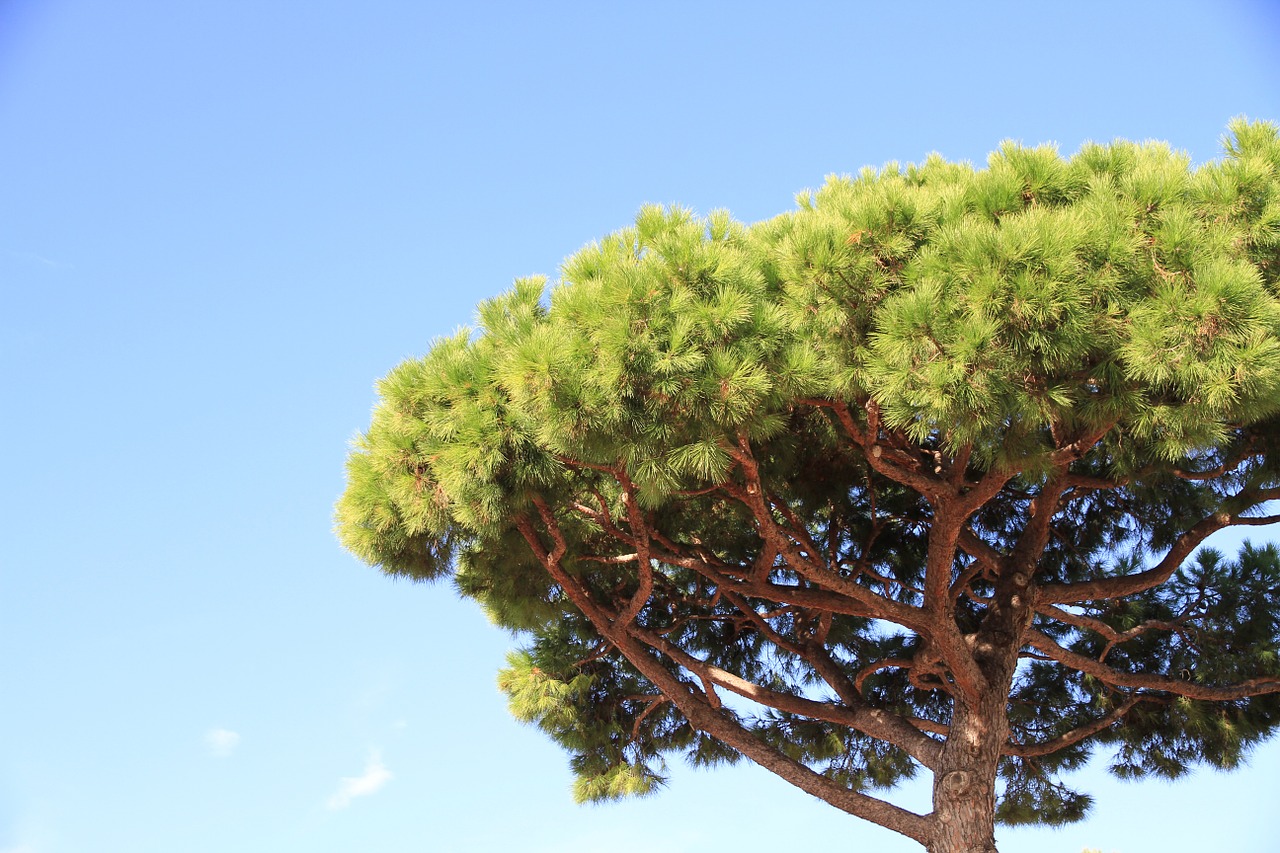 pine umbrella pine tree free photo