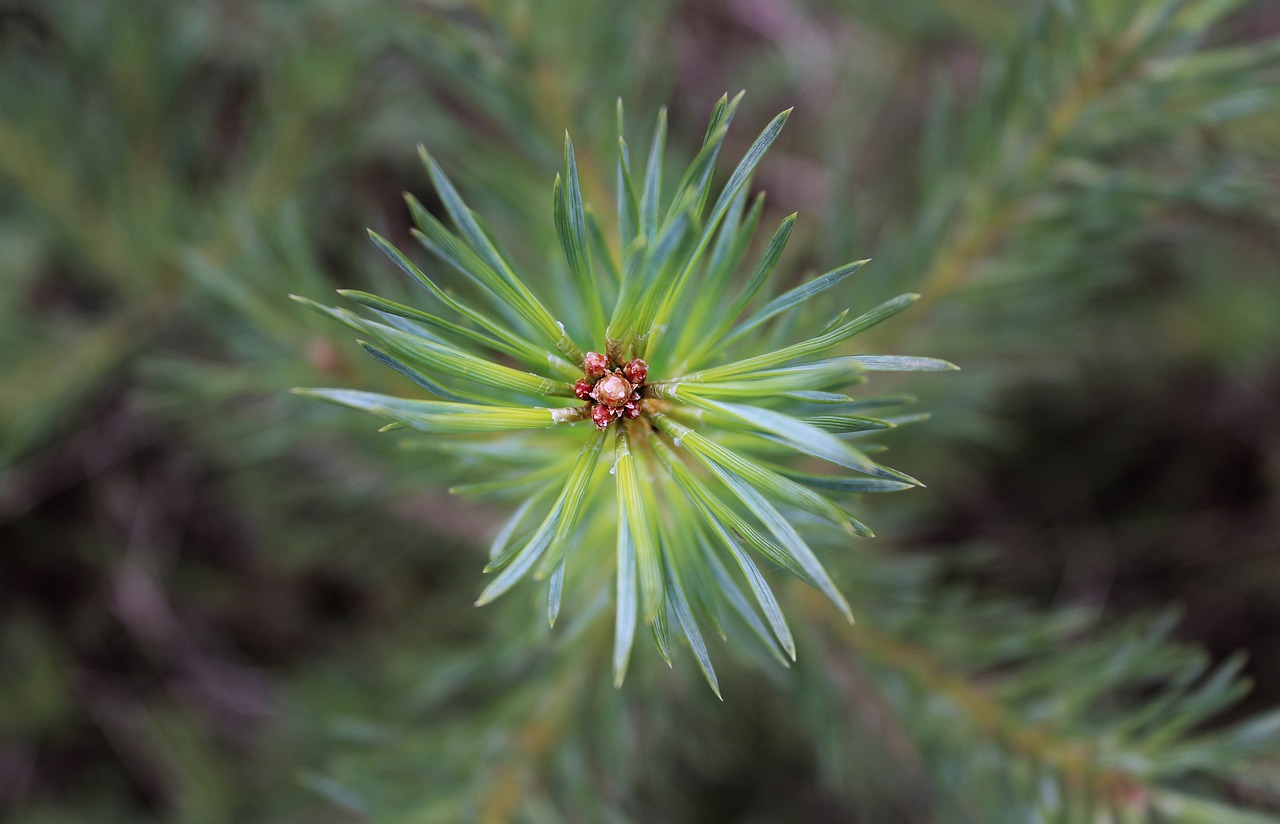 pine  pines  forest free photo