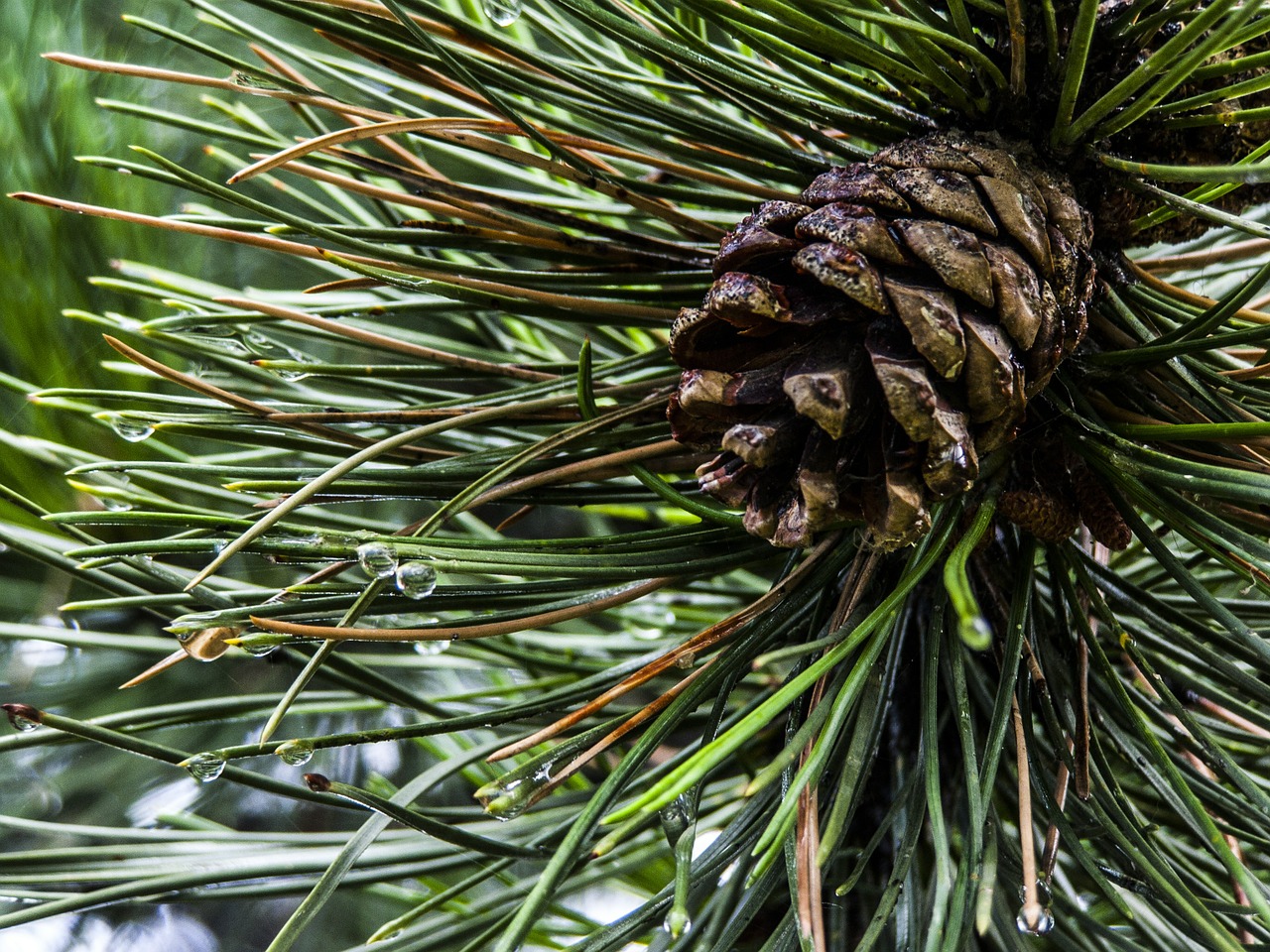pine plant cone free photo