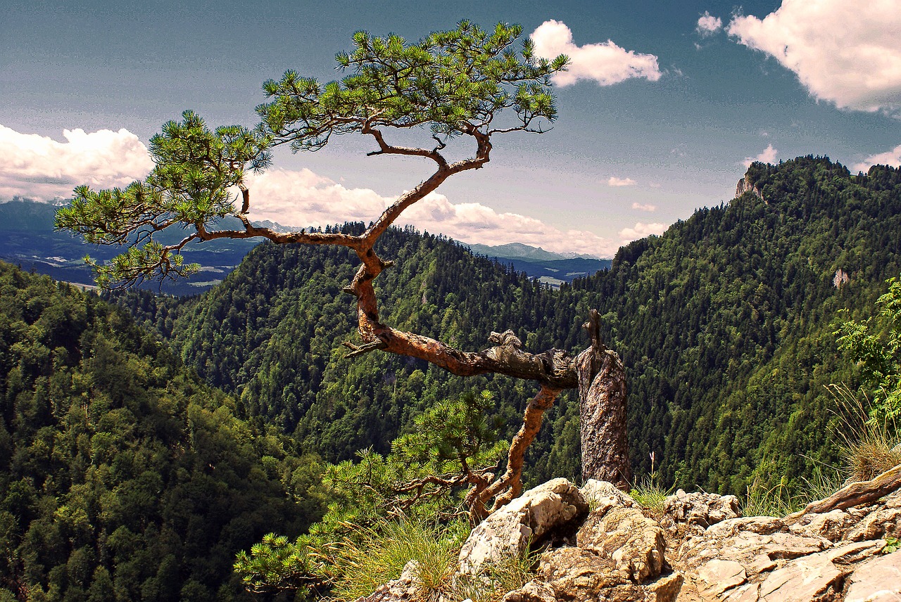 pine tatry tree free photo