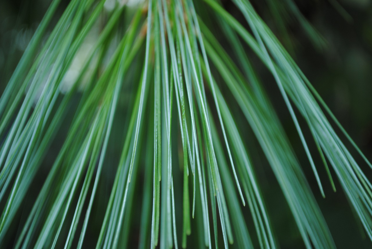 pine  pine-needle  nature free photo