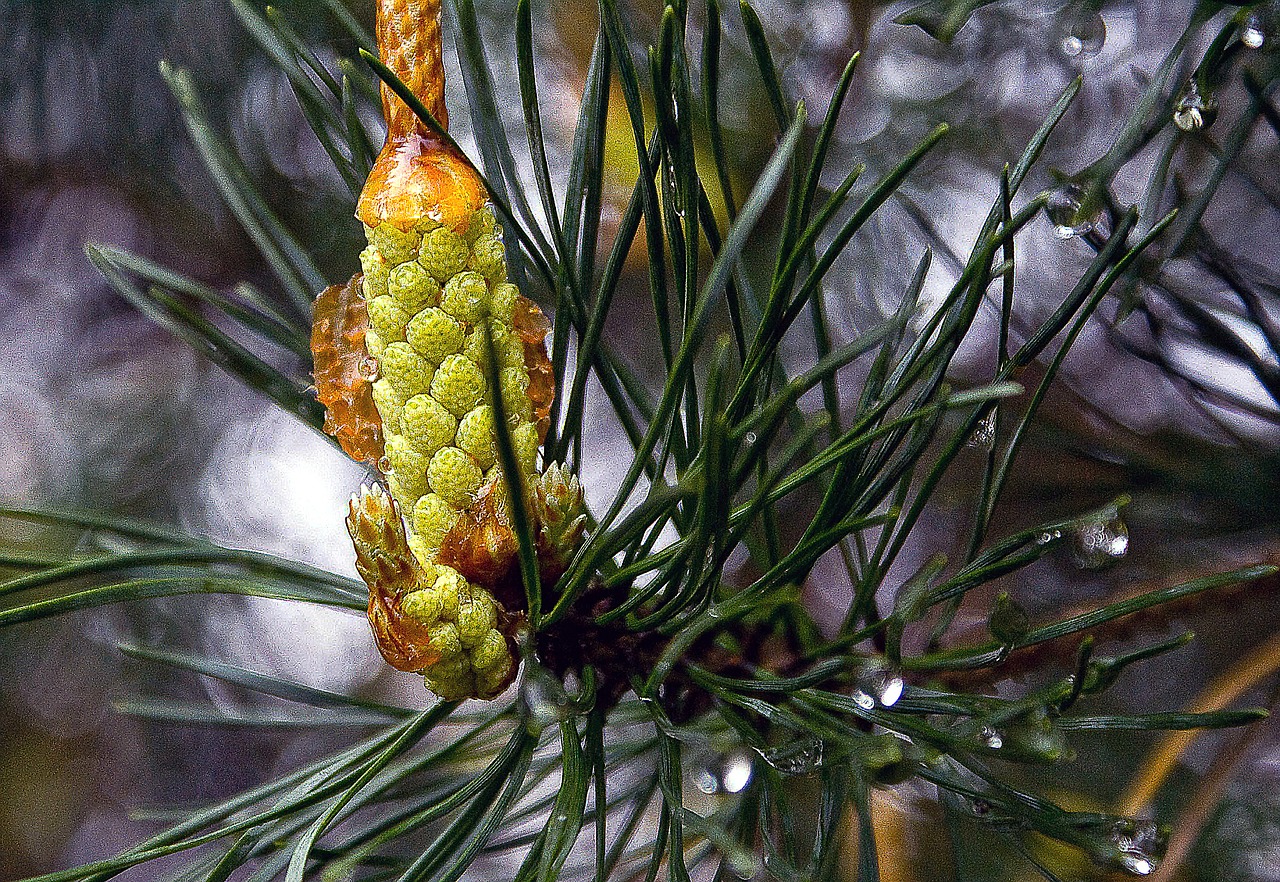 pine male flower pine needles free photo