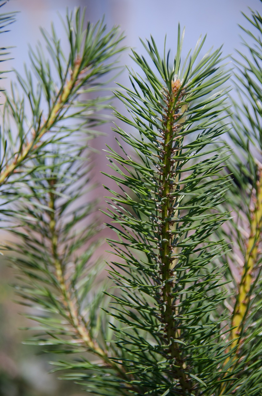 pine branch needles free photo