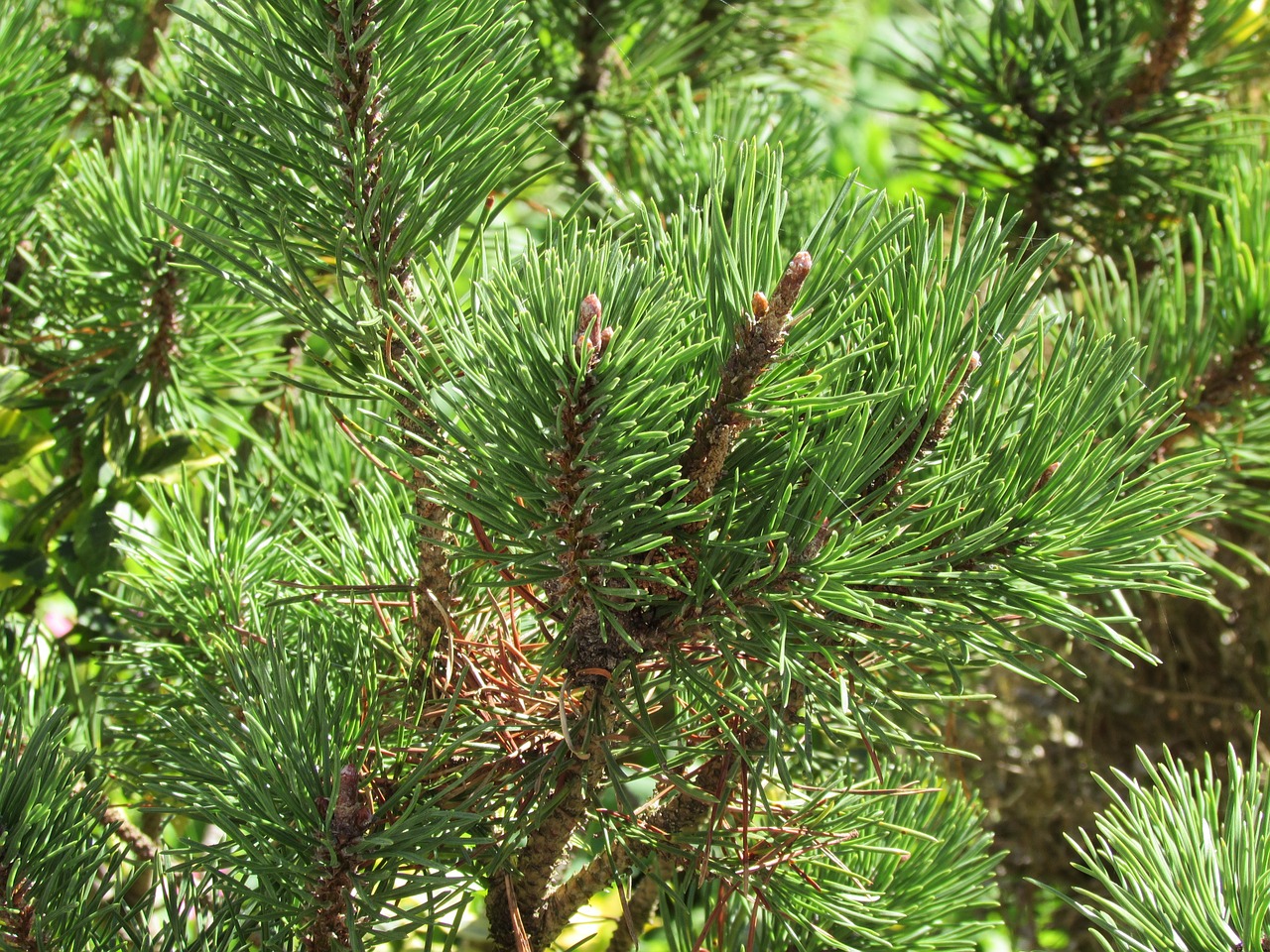 pine conifer plant free photo