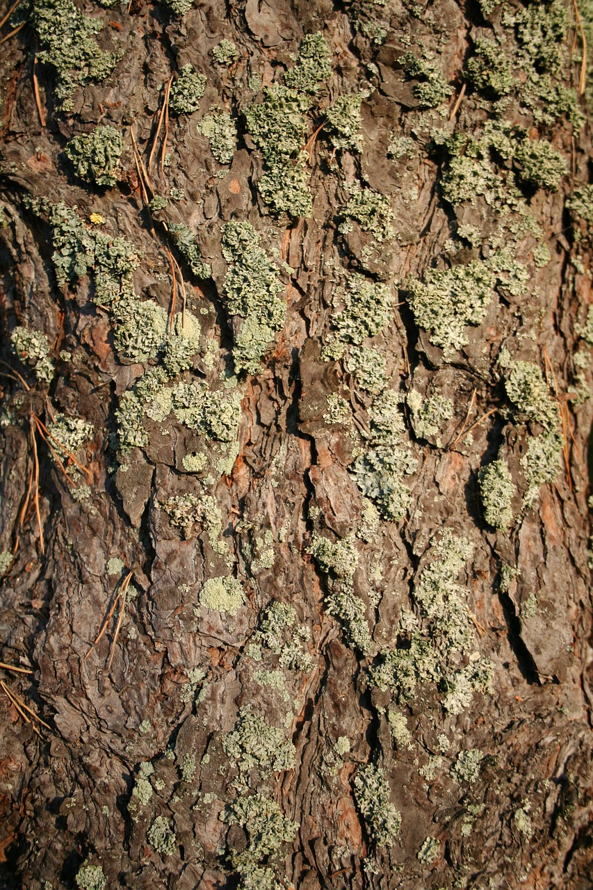 pine bark tree free photo