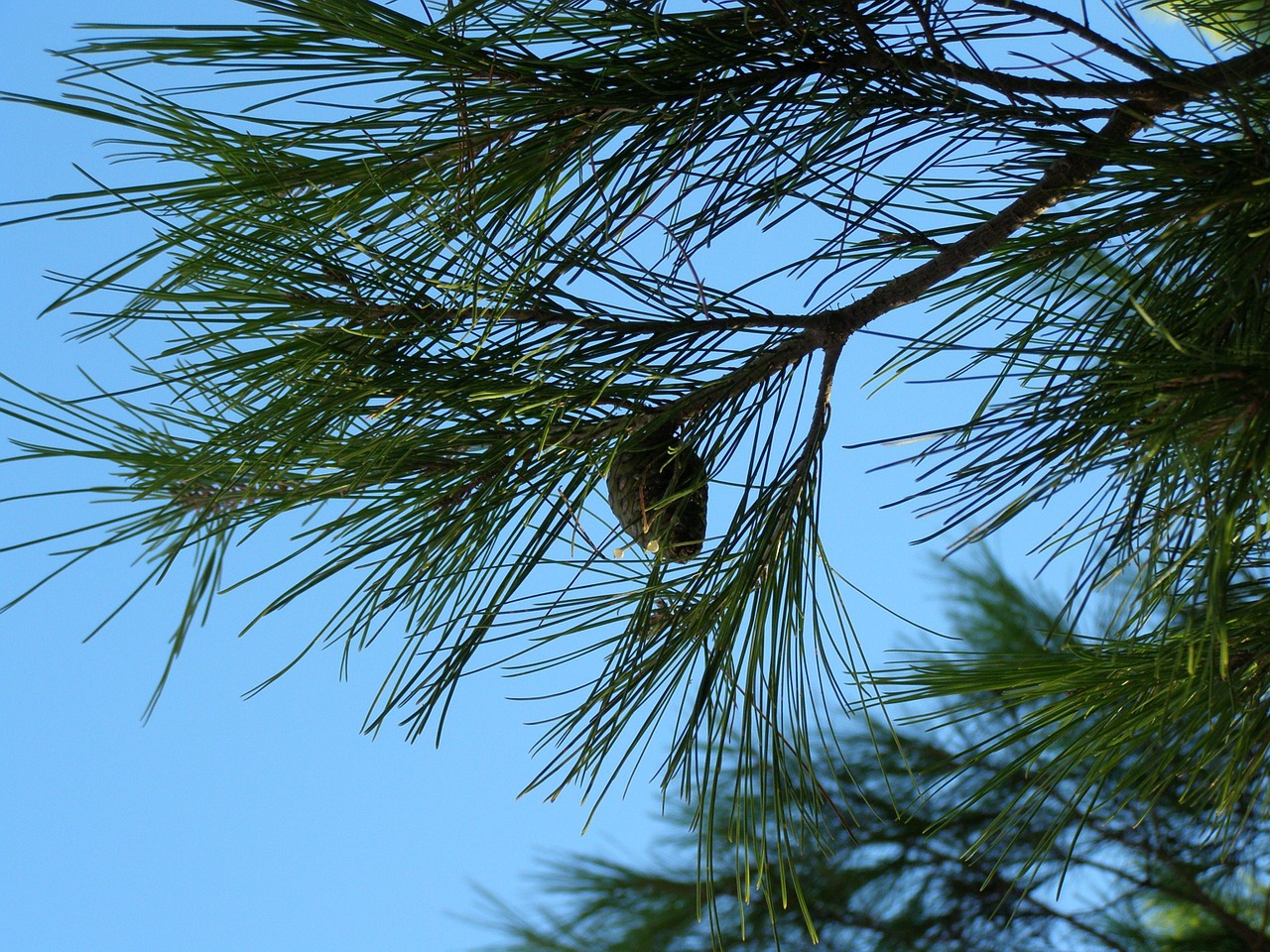 pine needle tree free photo