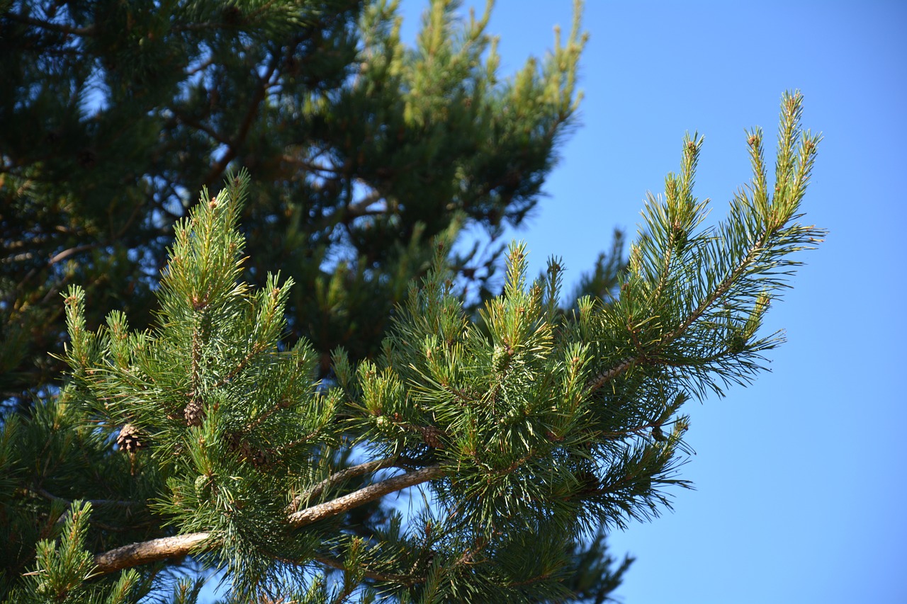 pine tree forest free photo