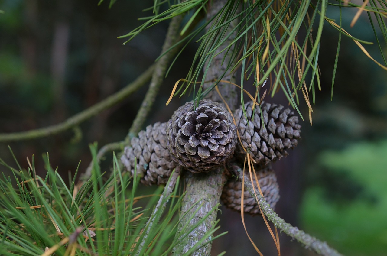 pine pine cones tap free photo