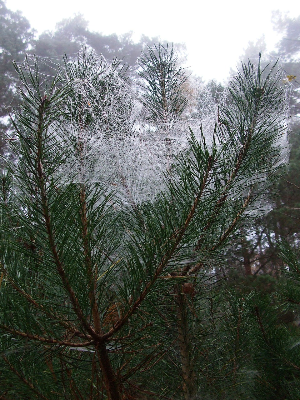 Pine,spider webs,feenschleier,november,free pictures - free image from ...