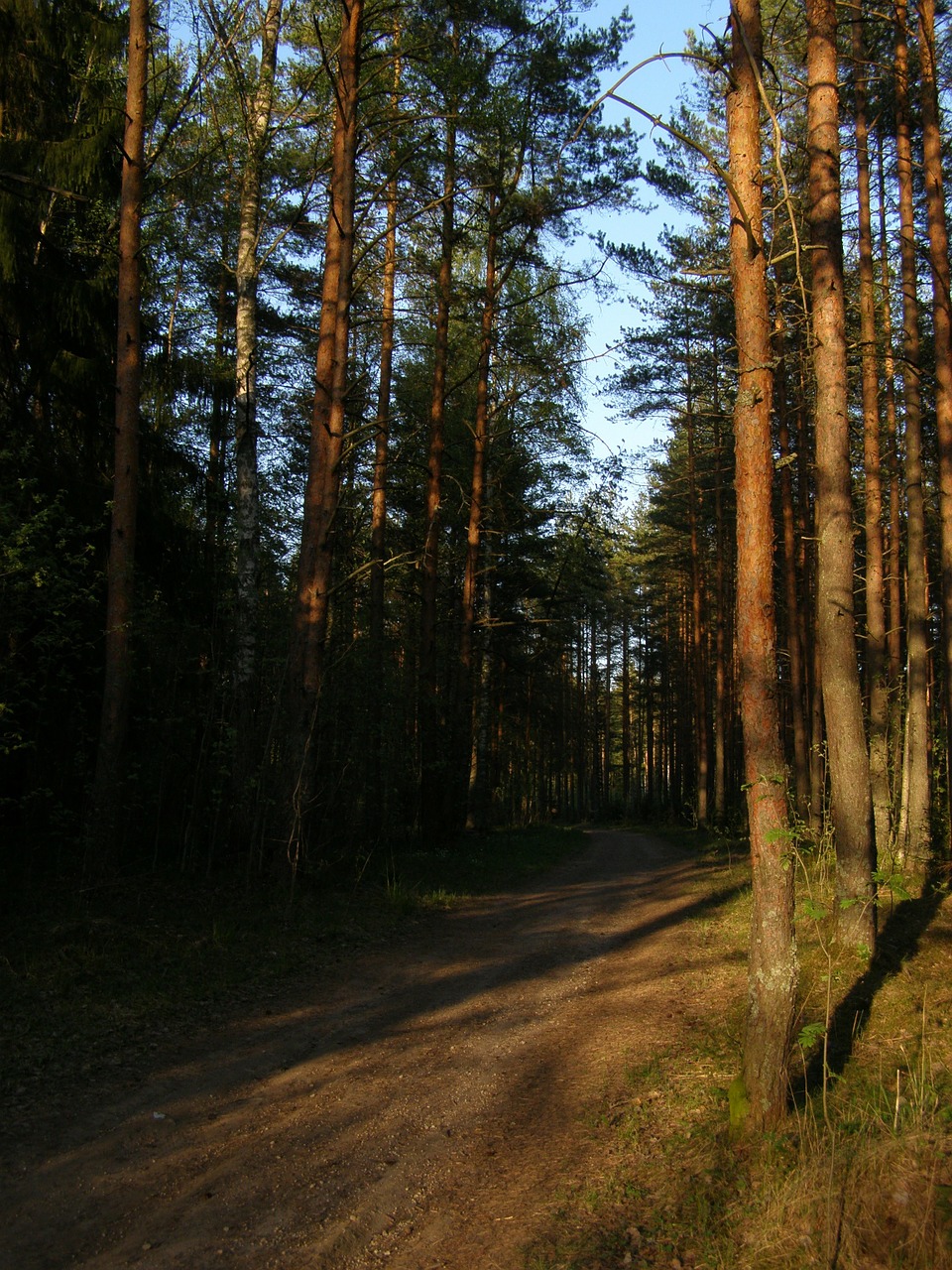 pine forest sun free photo