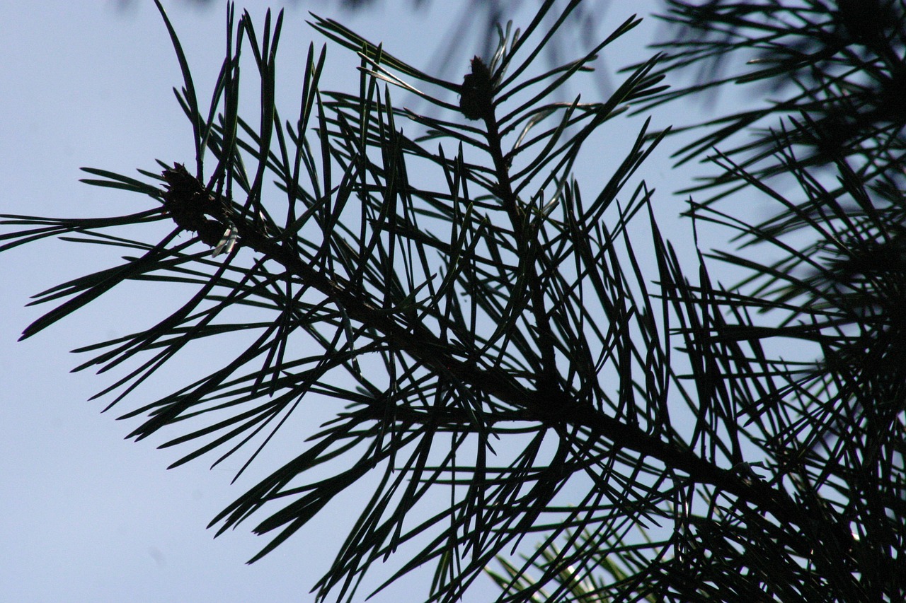 pine green blue free photo