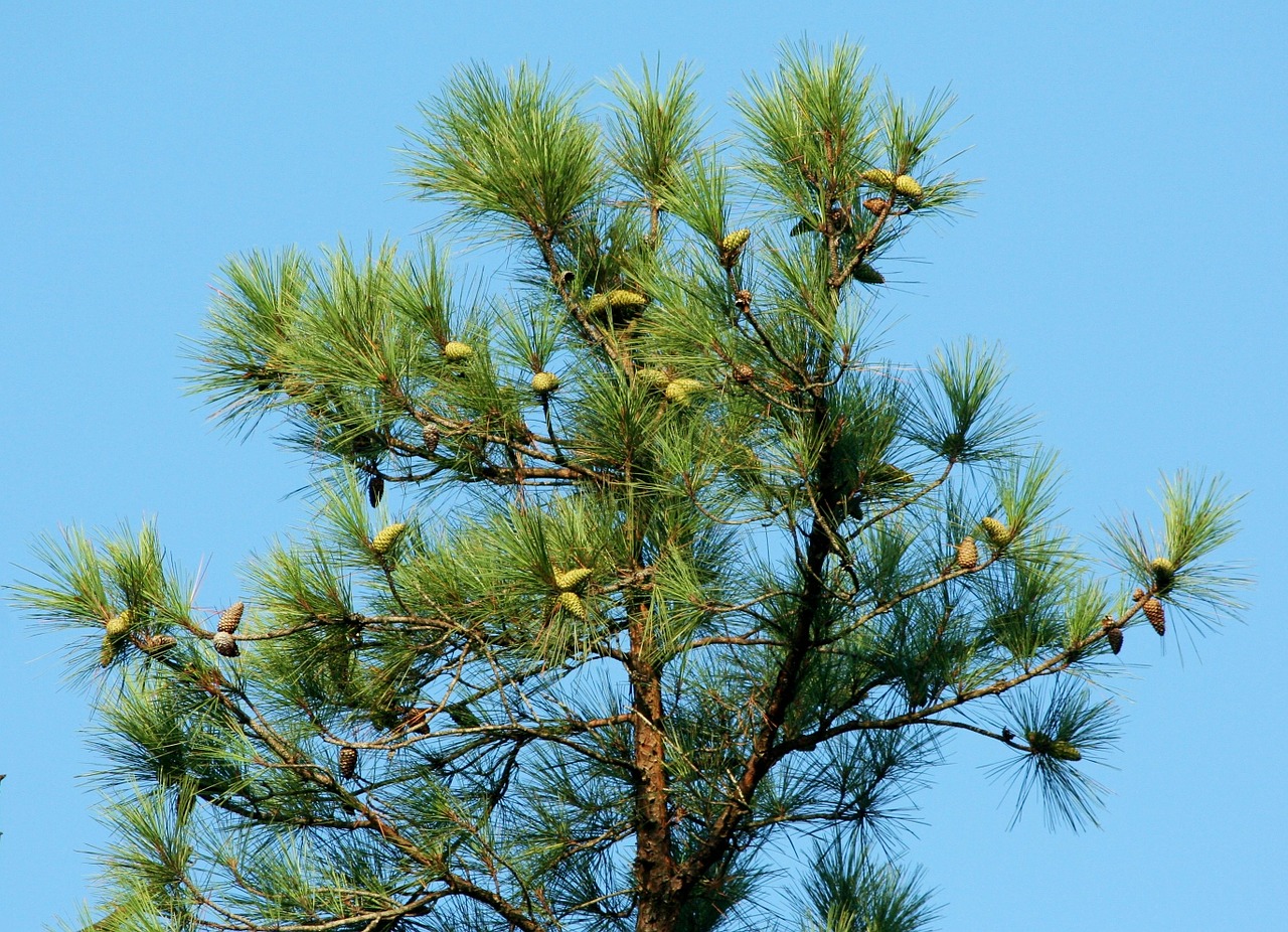 pine tree cones free photo