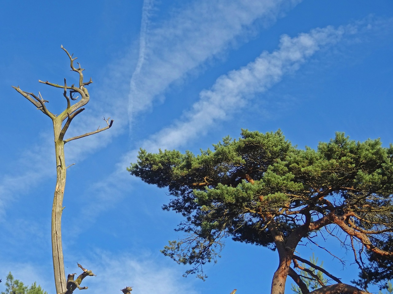 pine pine forest desert free photo