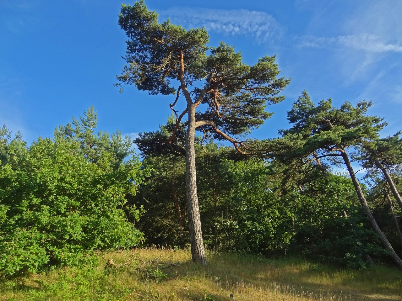 pine conifer tree free photo